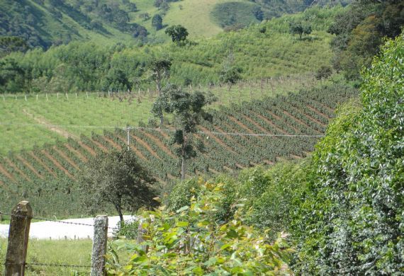 Rural à venda, Vargem dos Ilhéus, Cambuí